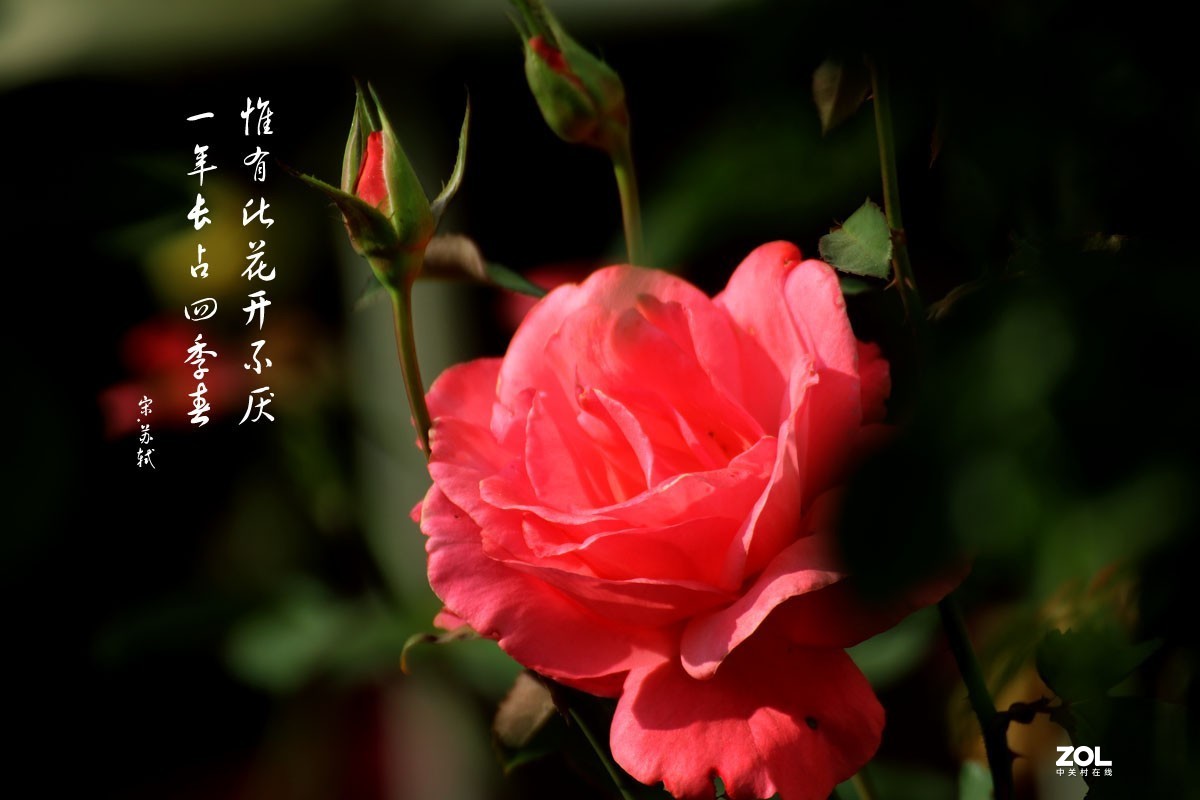 梦月季