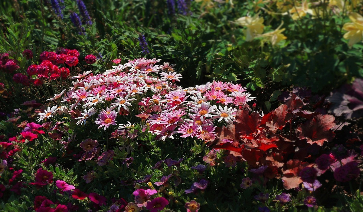 世园景观~花卉篇