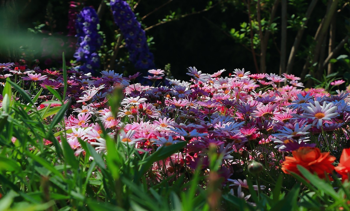 世园景观~花卉篇