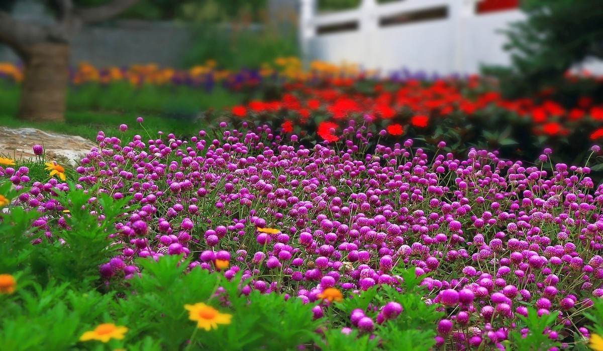 世园景观~花卉篇