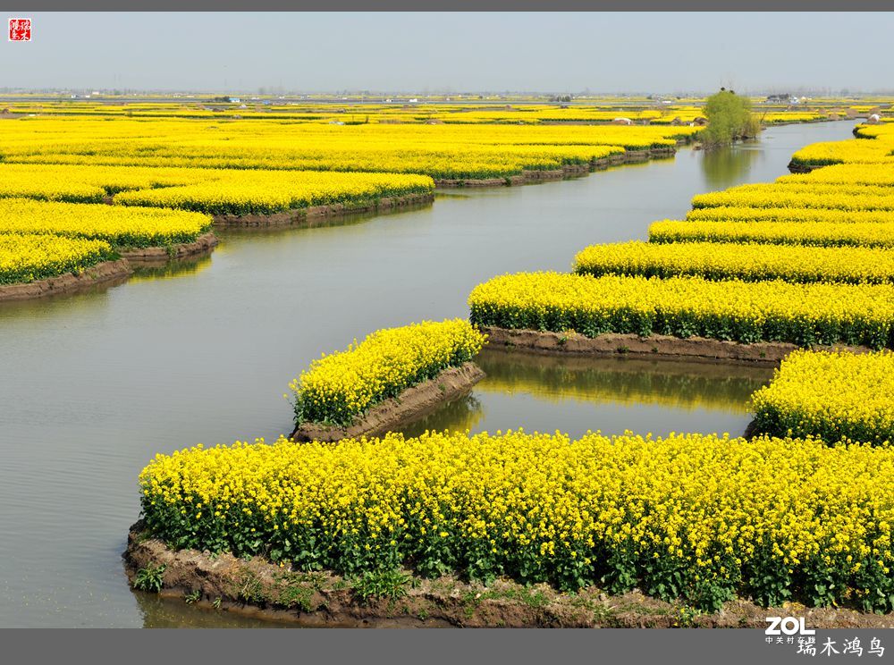 【游春记】5.梦回水乡  畅游千垛油菜花海
