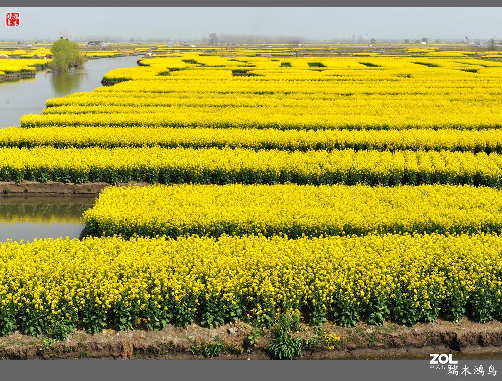 【游春记】5.梦回水乡  畅游千垛油菜花海