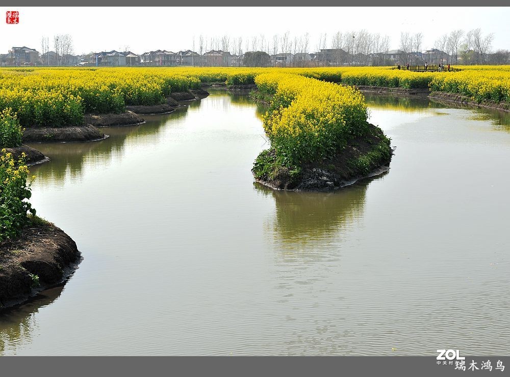 【游春记】5.梦回水乡  畅游千垛油菜花海