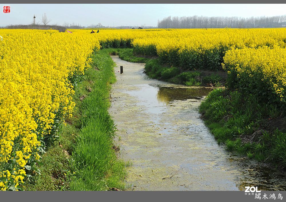 【游春记】5.梦回水乡  畅游千垛油菜花海
