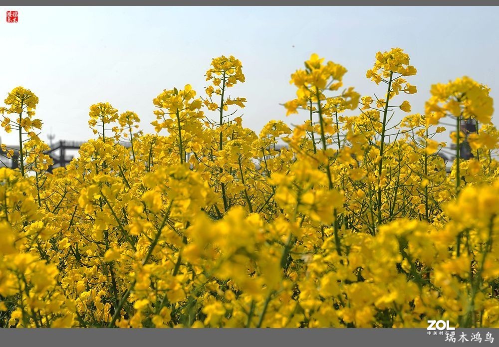 【游春记】5.梦回水乡  畅游千垛油菜花海