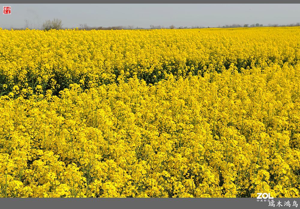 【游春记】5.梦回水乡  畅游千垛油菜花海