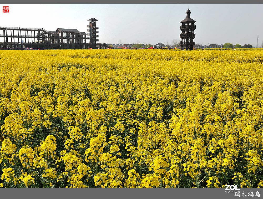 【游春记】5.梦回水乡  畅游千垛油菜花海