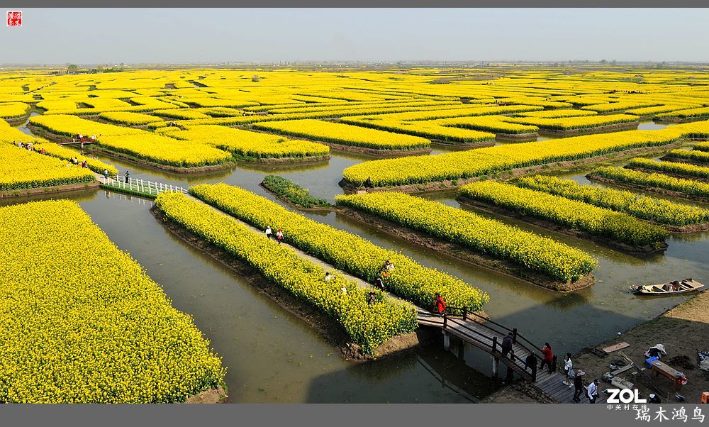 【游春记】5.梦回水乡  畅游千垛油菜花海