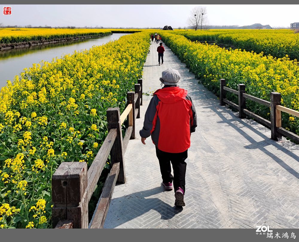 【游春记】5.梦回水乡  畅游千垛油菜花海