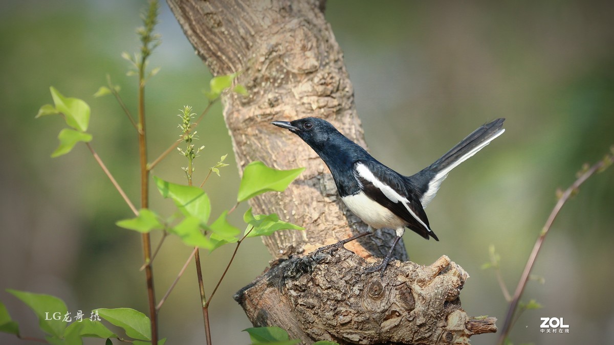 70200第三代镜头小白伞打鸟