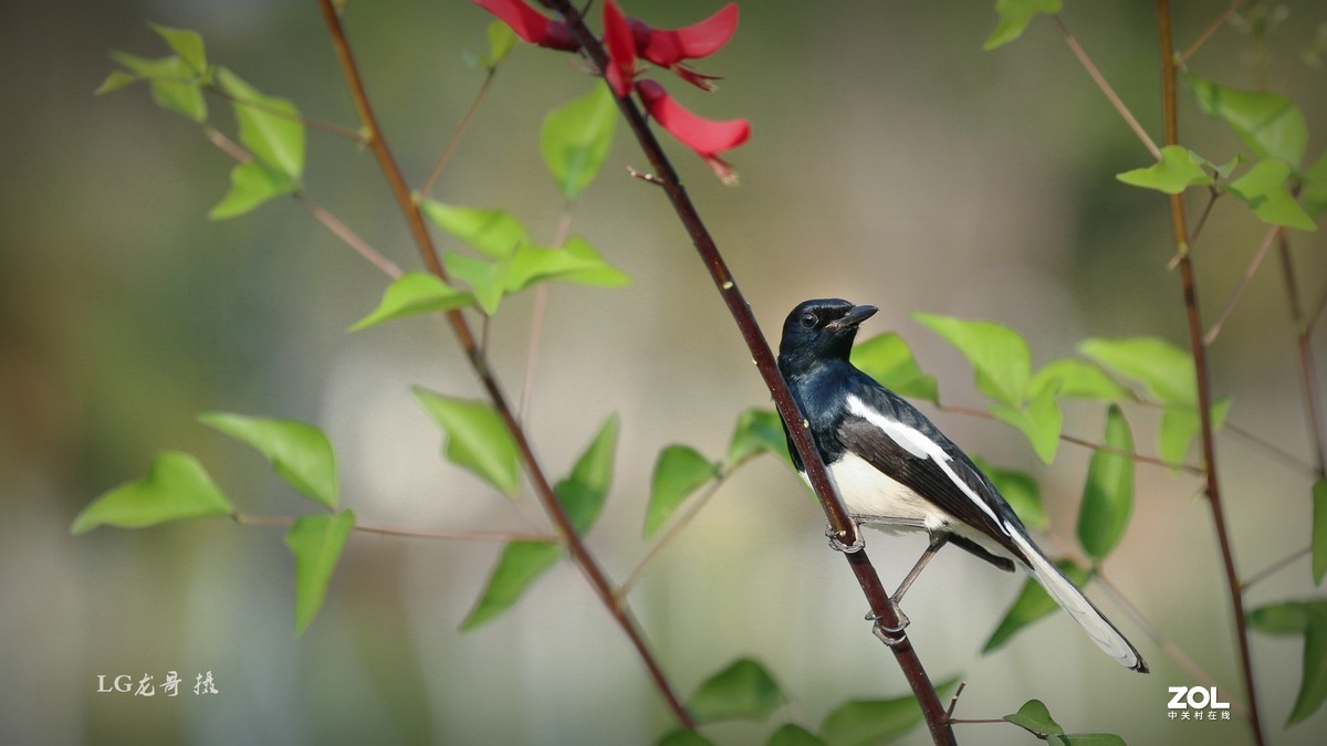 70200第三代镜头小白伞打鸟