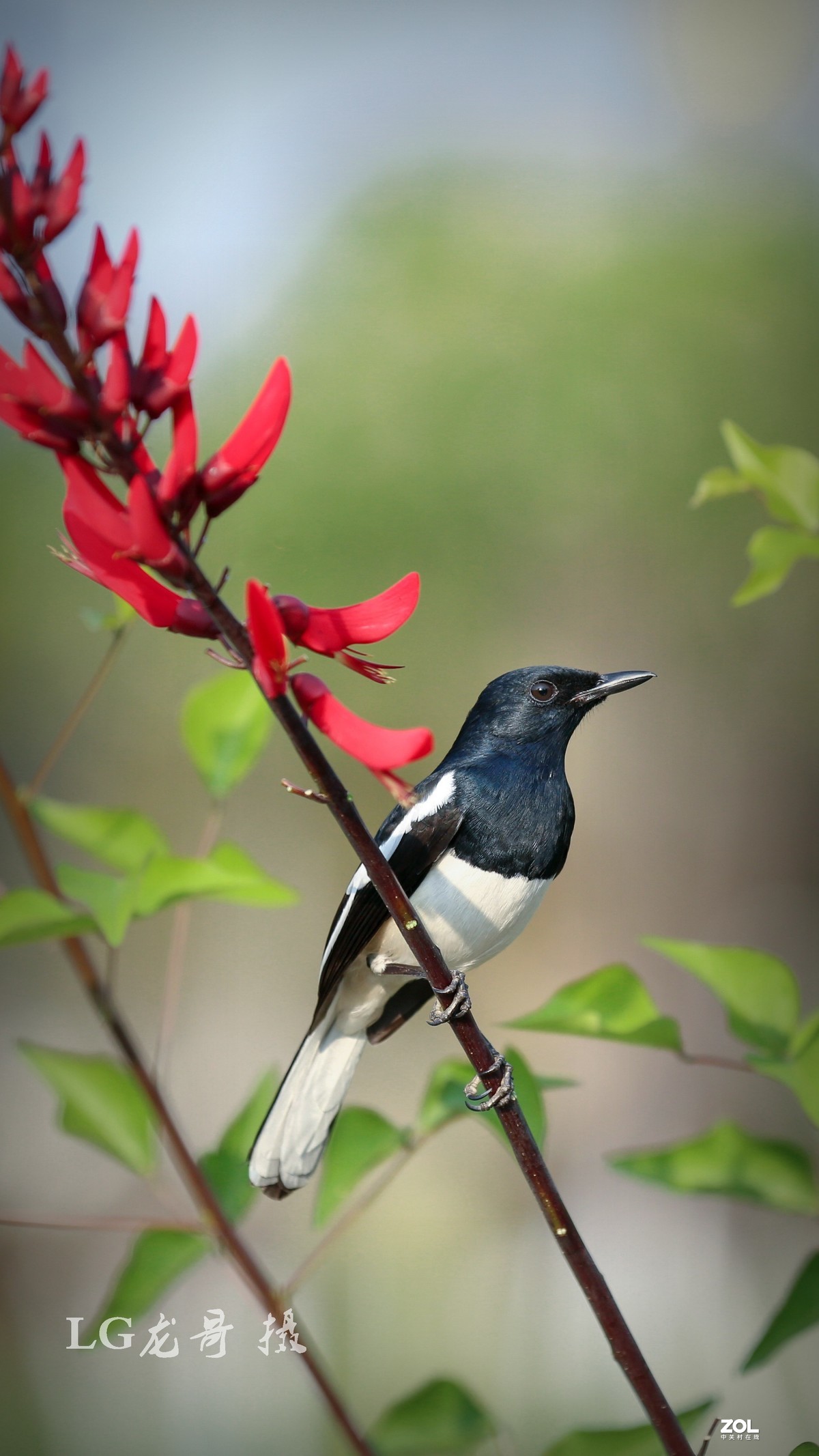 70200第三代镜头小白伞打鸟