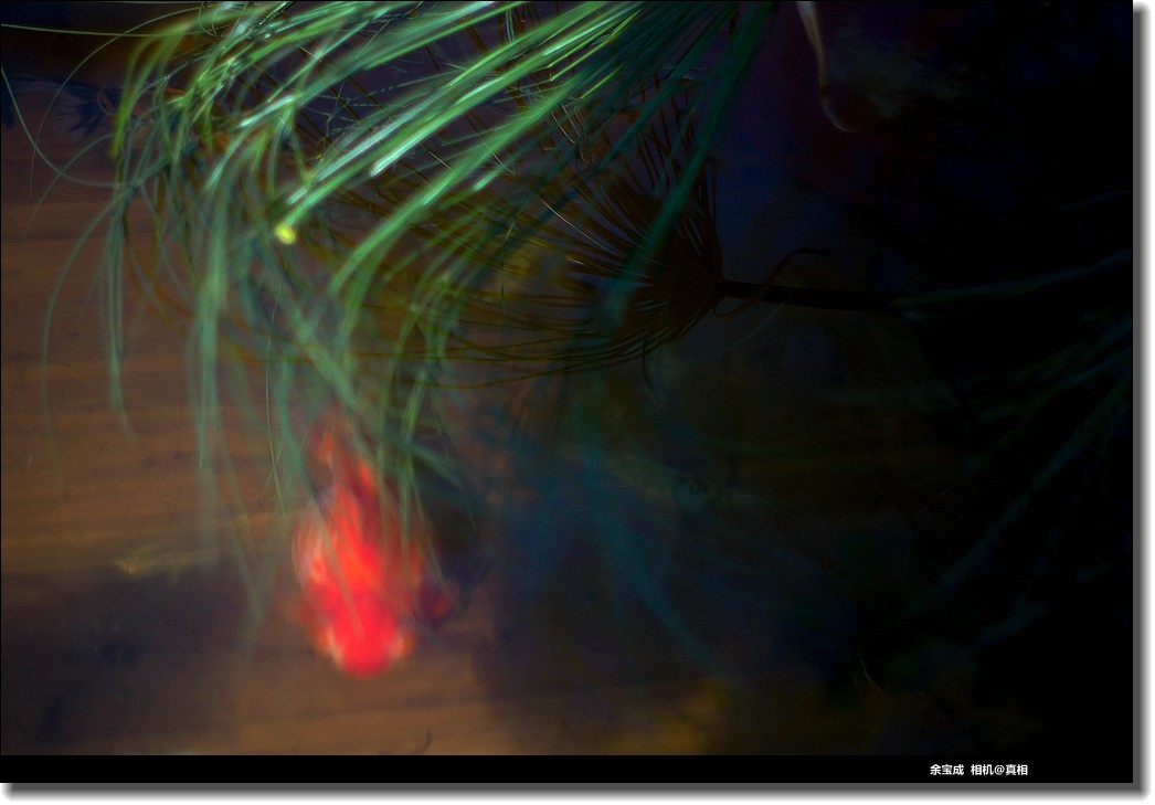 2020.11.20.【彩色的秋天】随拍