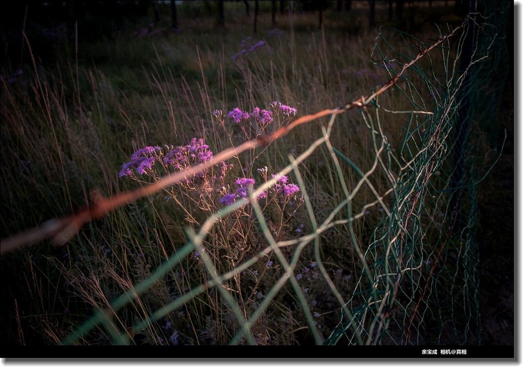2020.11.20.【彩色的秋天】随拍