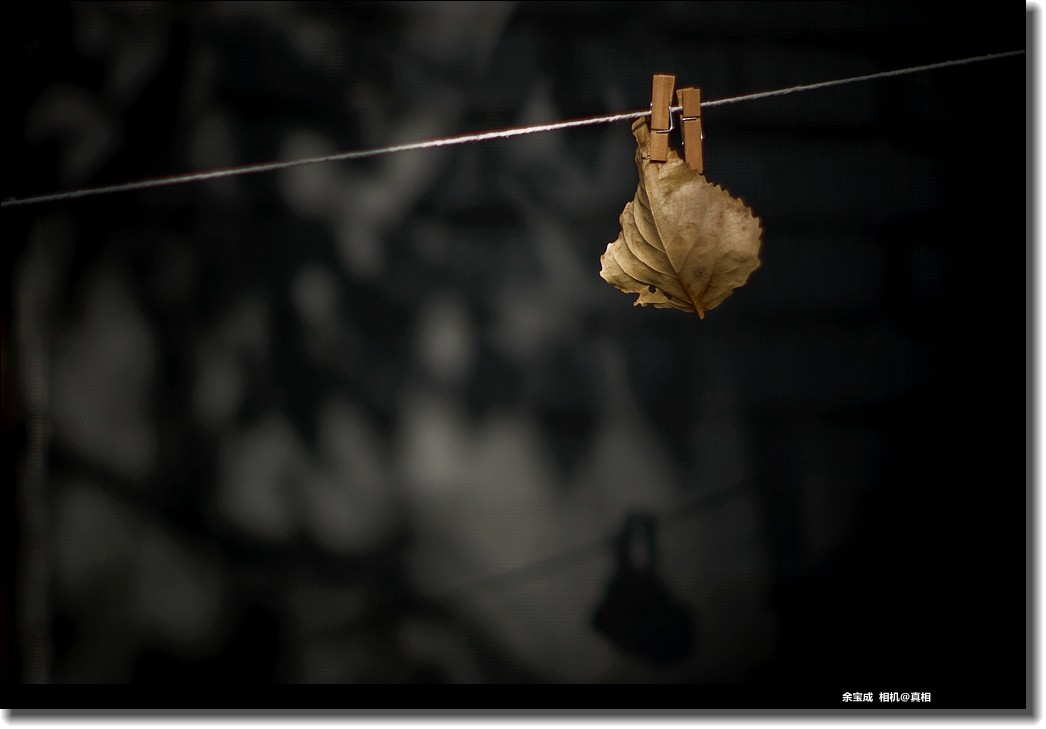 2020.11.20.【彩色的秋天】随拍