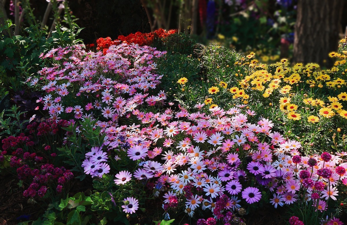 世园景观~花卉篇