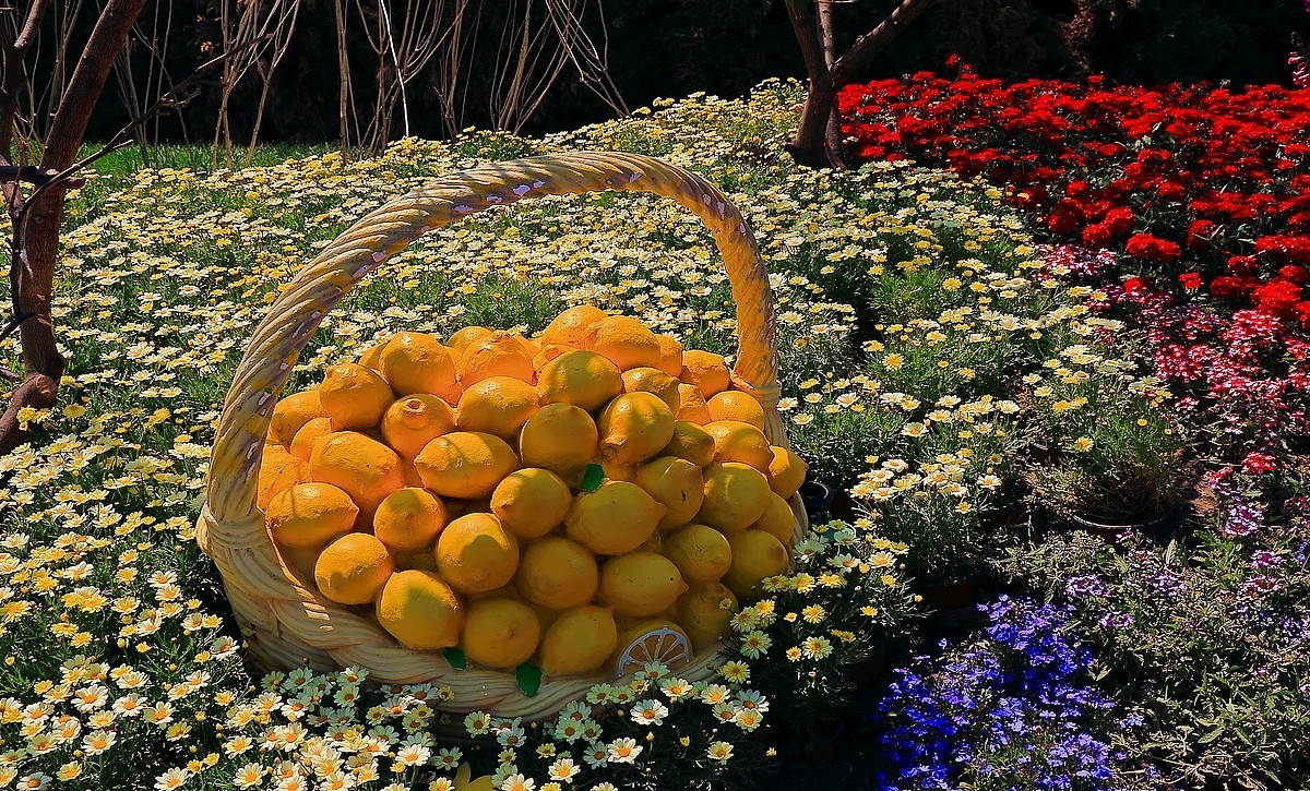 世园景观~花卉篇