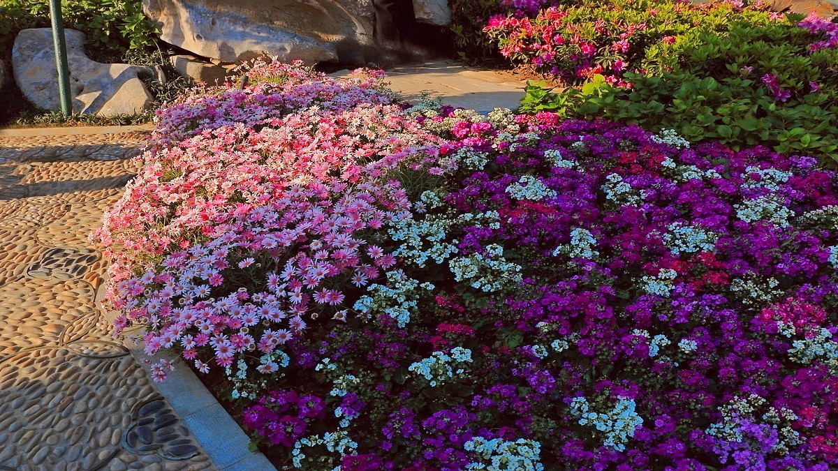 世园景观~花卉篇