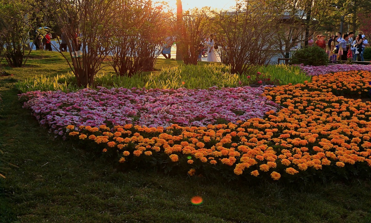 世园景观~花卉篇