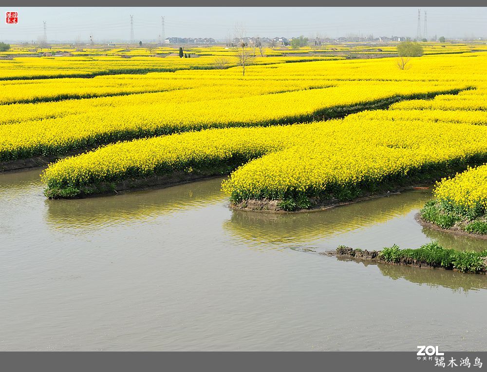 【游春记】5.梦回水乡  畅游千垛油菜花海