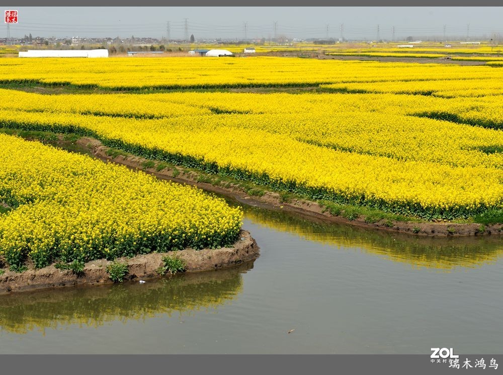 【游春记】5.梦回水乡  畅游千垛油菜花海