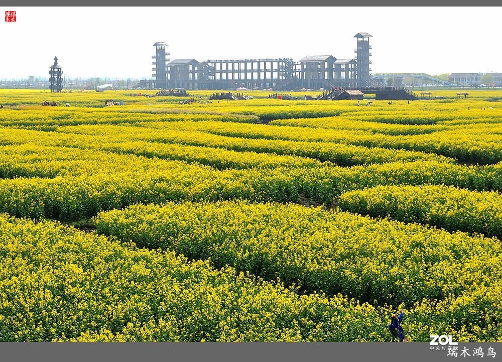 【游春记】5.梦回水乡  畅游千垛油菜花海
