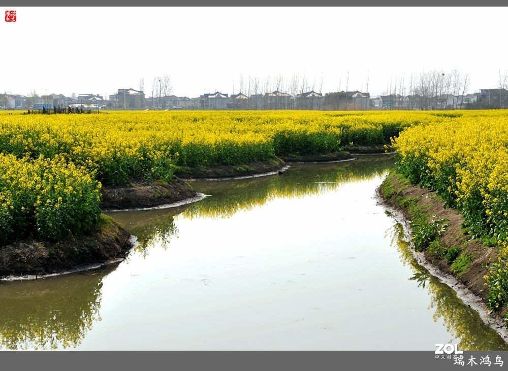 【游春记】5.梦回水乡  畅游千垛油菜花海