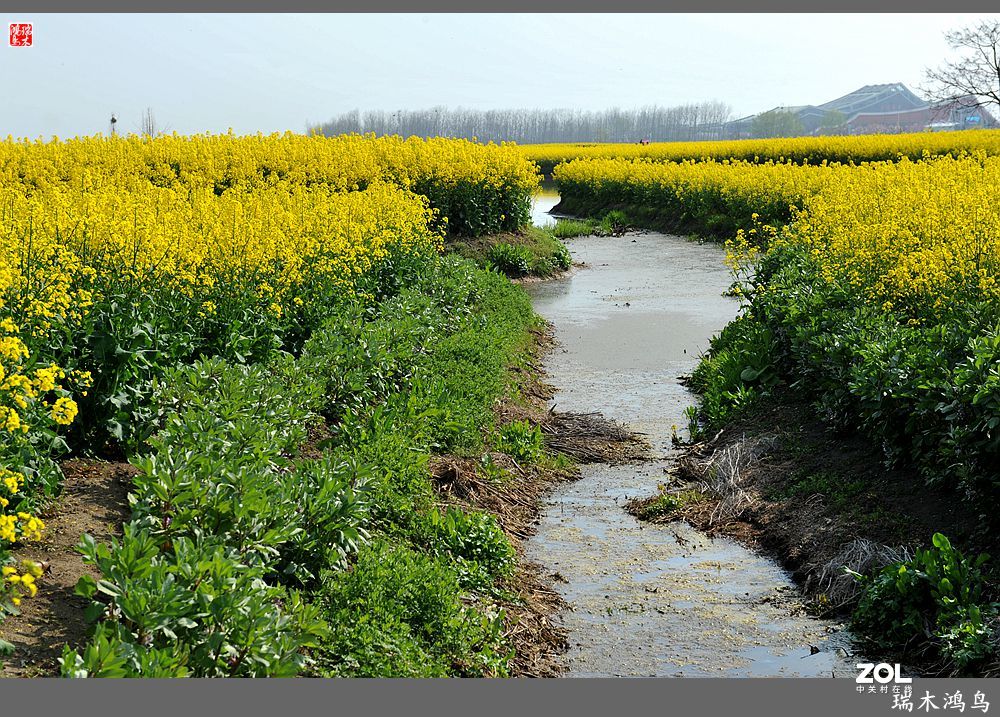 【游春记】5.梦回水乡  畅游千垛油菜花海