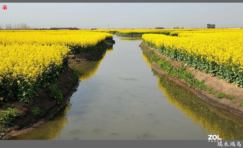 【游春记】5.梦回水乡  畅游千垛油菜花海