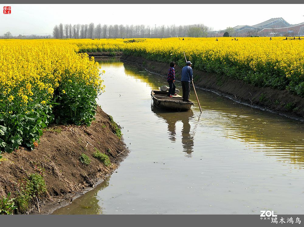 【游春记】5.梦回水乡  畅游千垛油菜花海