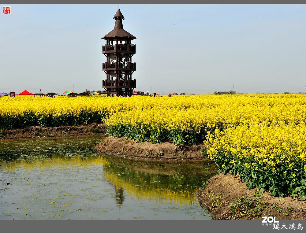 【游春记】5.梦回水乡  畅游千垛油菜花海