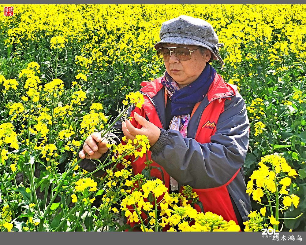 【游春记】5.梦回水乡  畅游千垛油菜花海