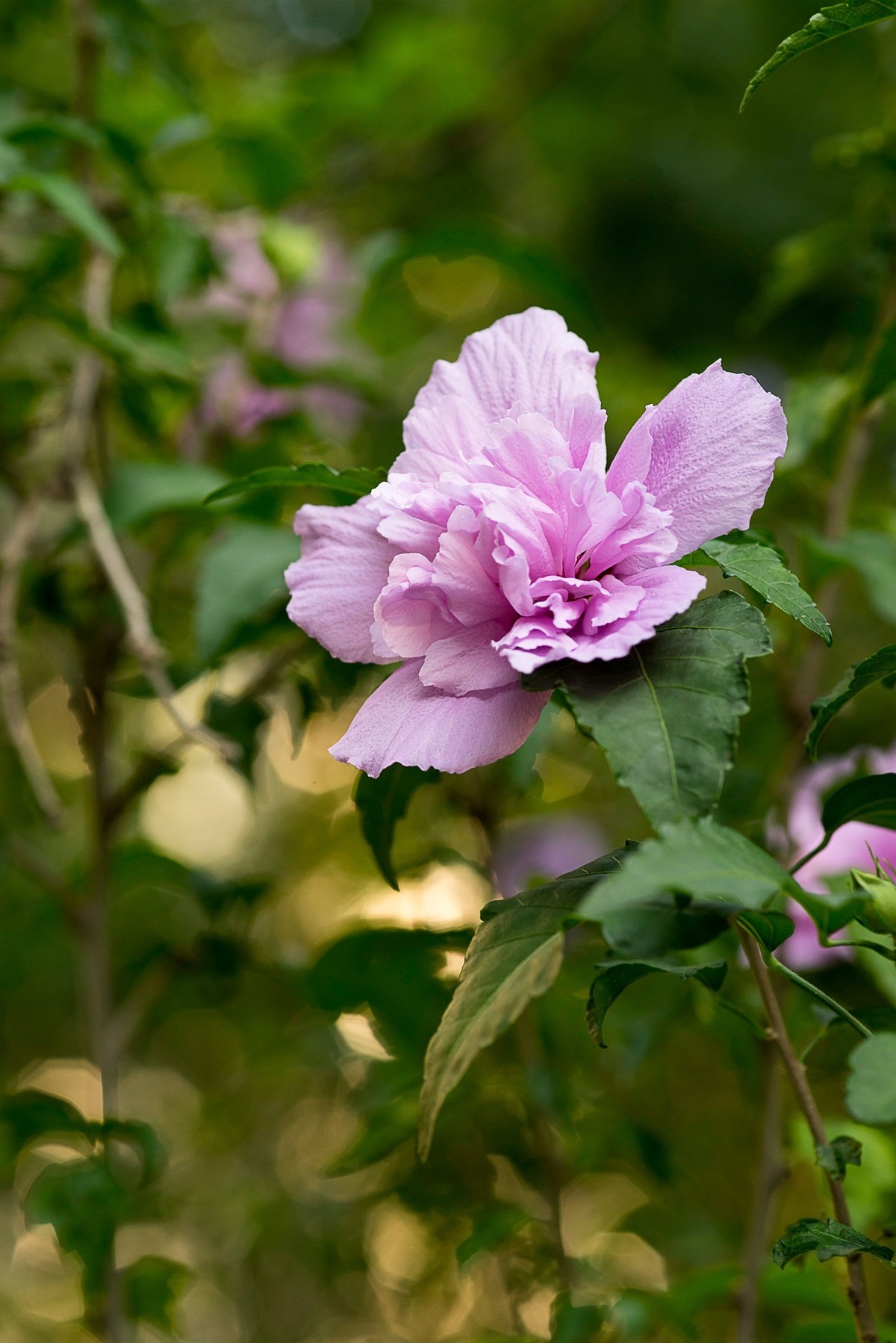 清丽的重瓣木槿