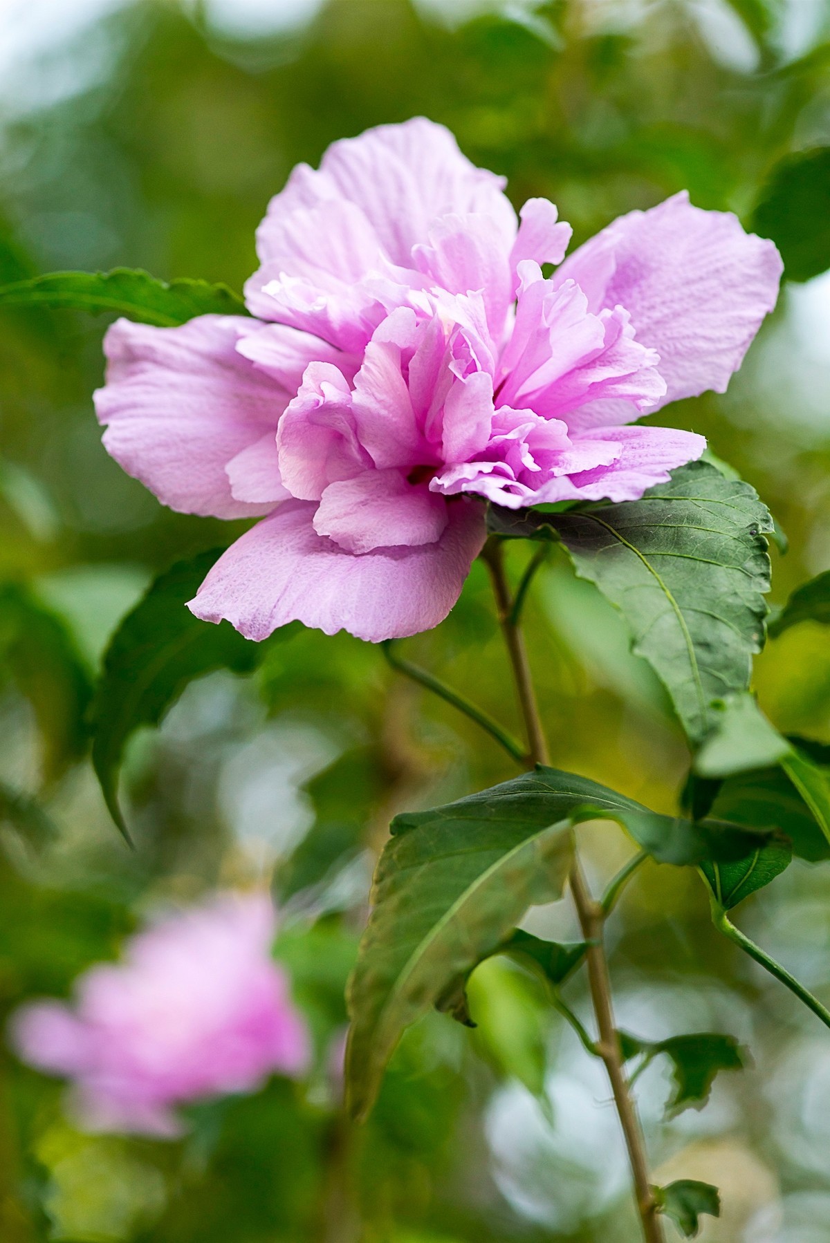 清丽的重瓣木槿