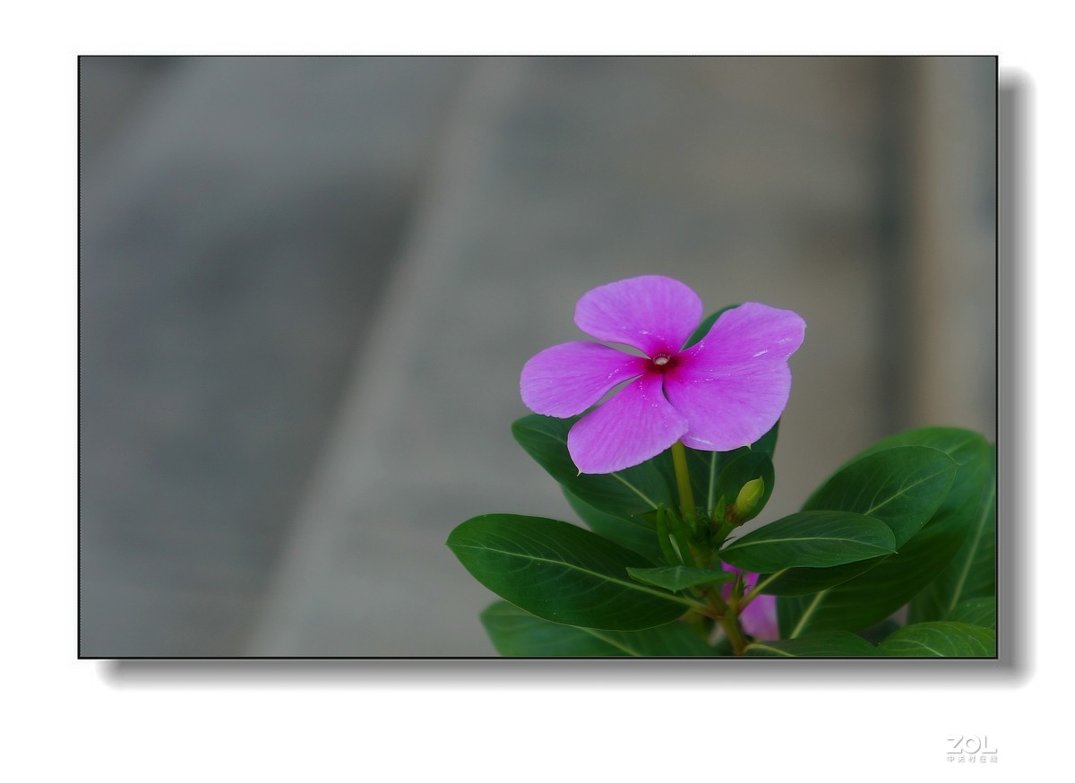 花花草草。
