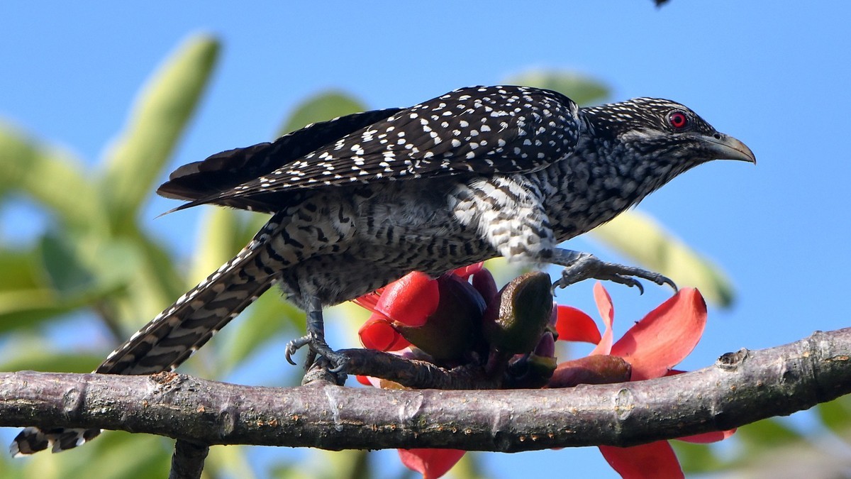 木棉树上的精灵