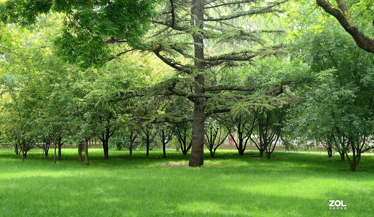 北京陶然亭公园绿色风景