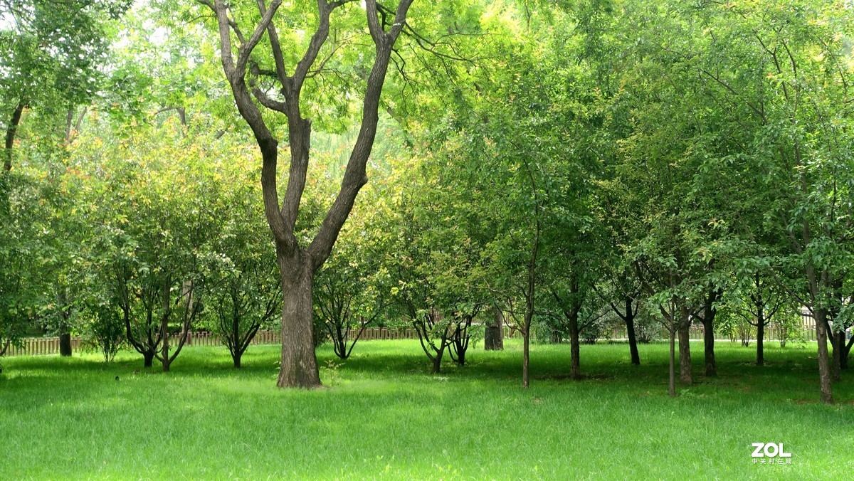 北京陶然亭公园绿色风景