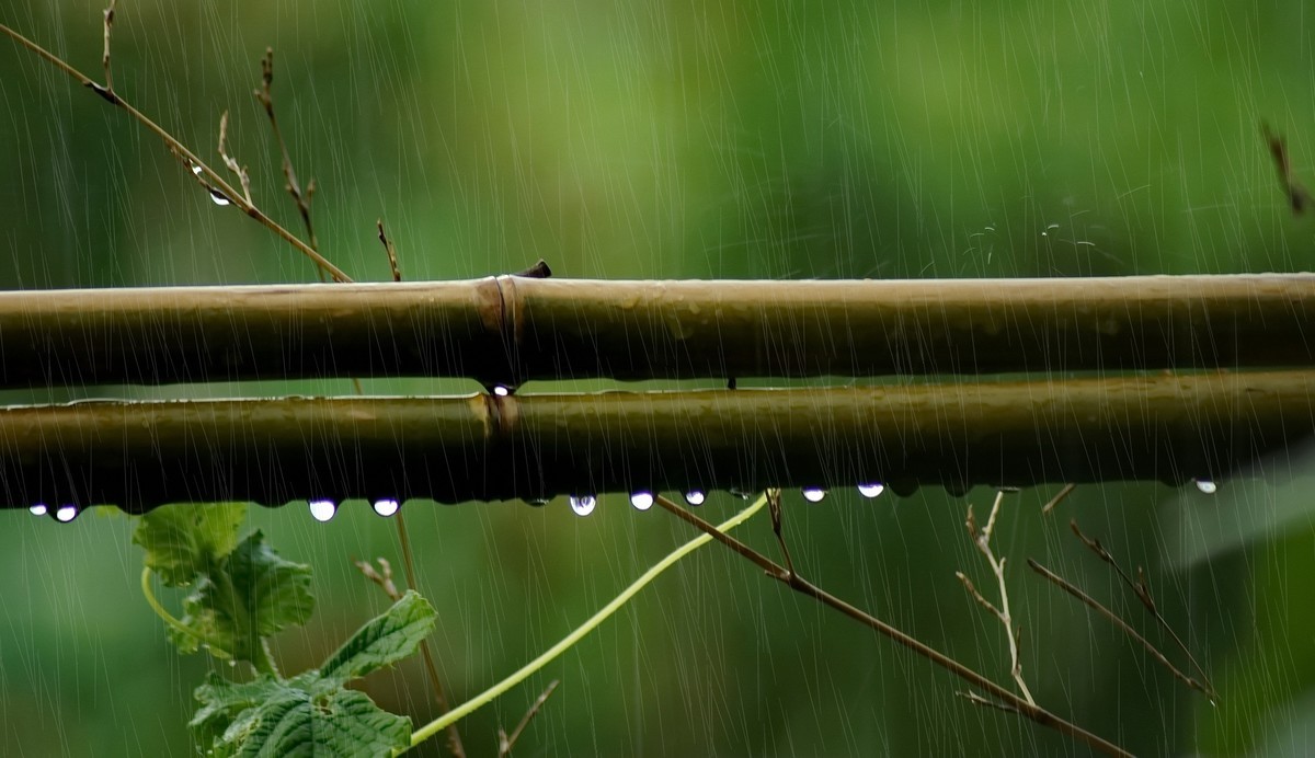 下雨竹子图片大全图片