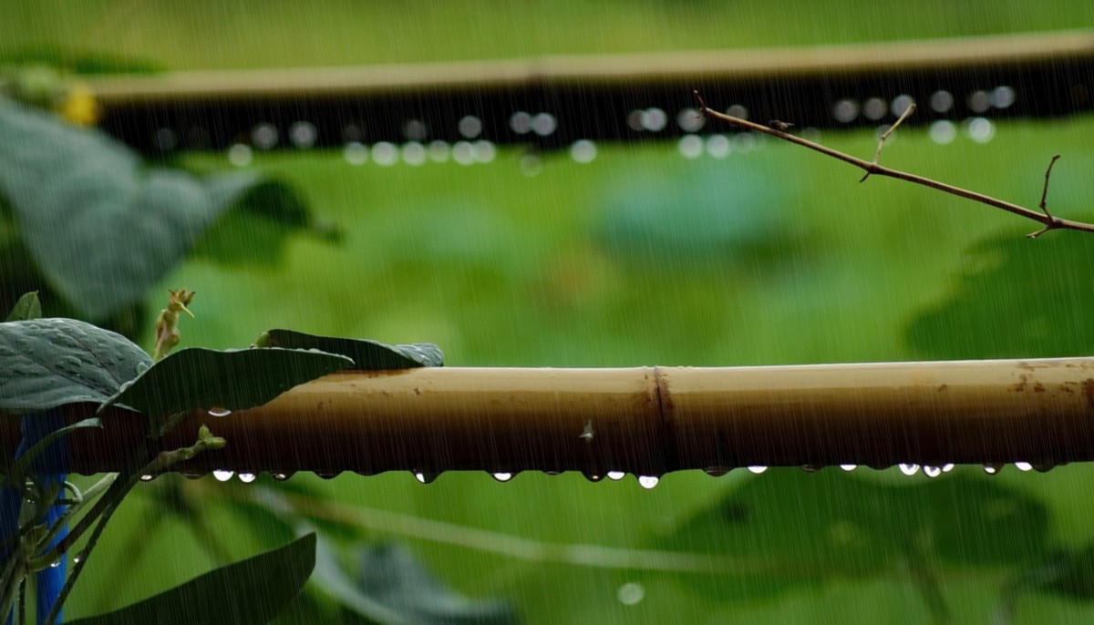 雨打竹篱沙沙响