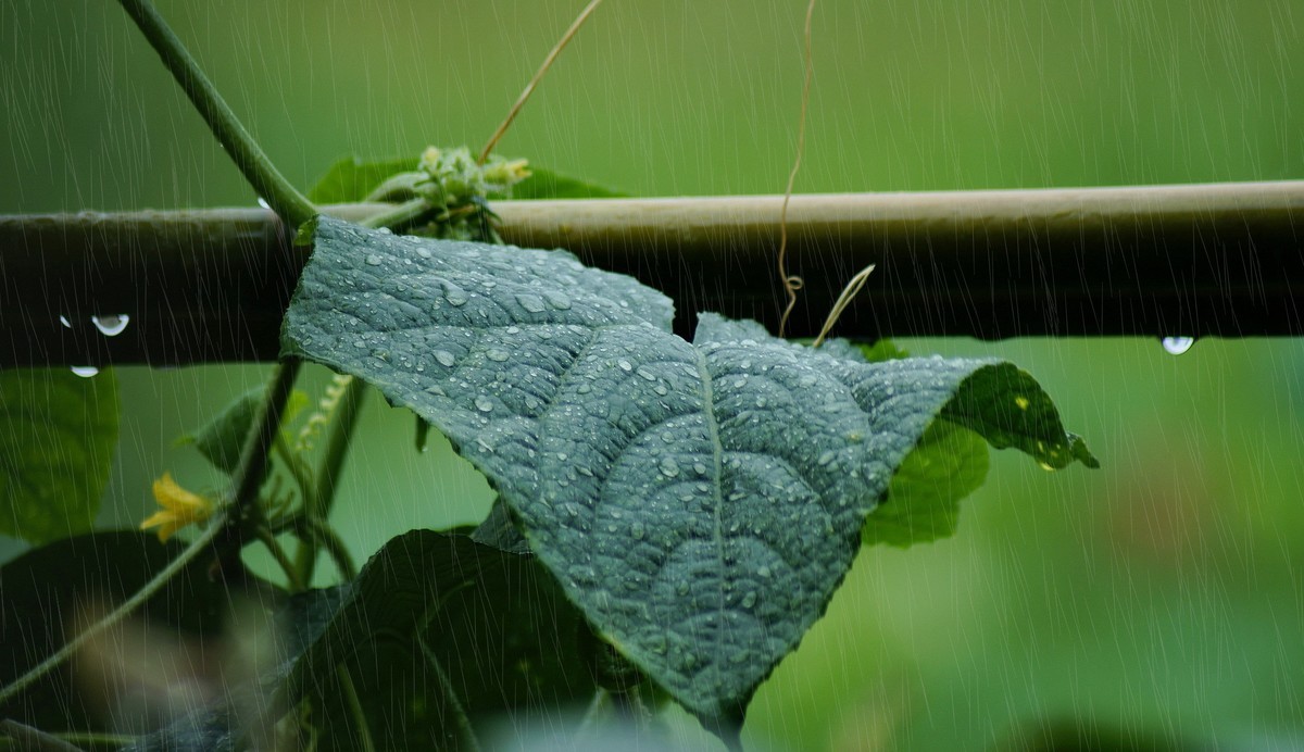 雨打竹篱沙沙响