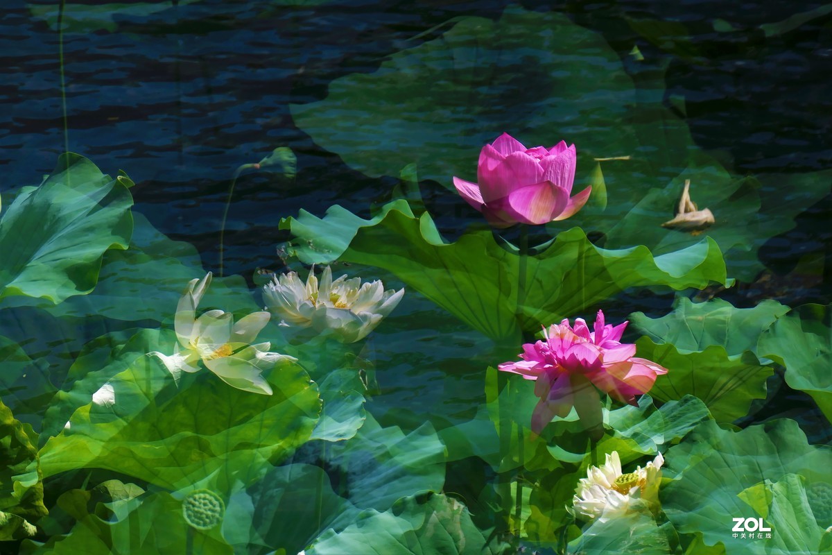 【盈盈莲荷 碧翠欲滴】——摄于上海天山公园