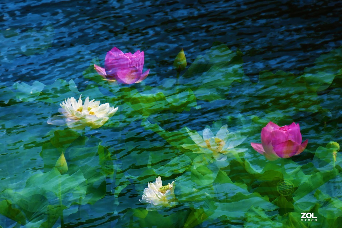 【盈盈莲荷 碧翠欲滴】——摄于上海天山公园