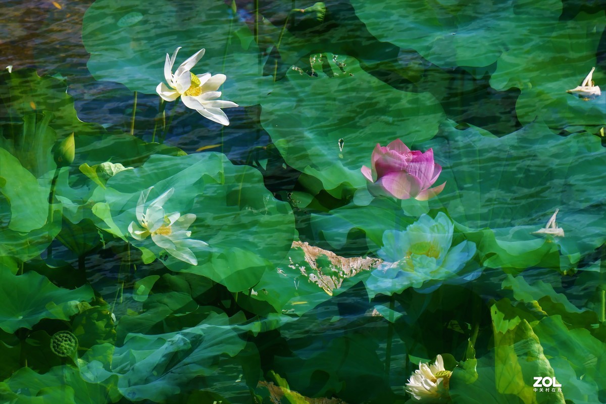 【盈盈莲荷 碧翠欲滴】——摄于上海天山公园