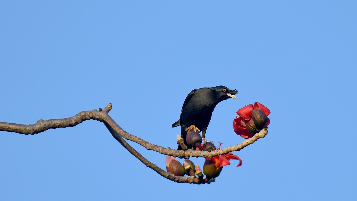 木棉树上的精灵