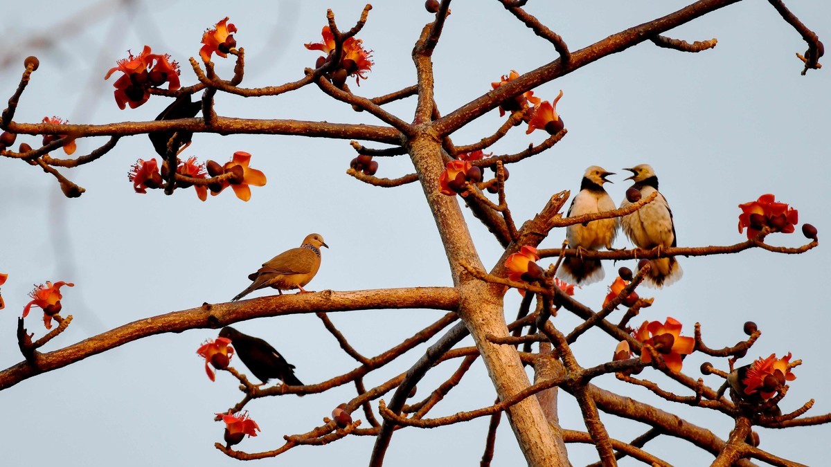 木棉树上的精灵