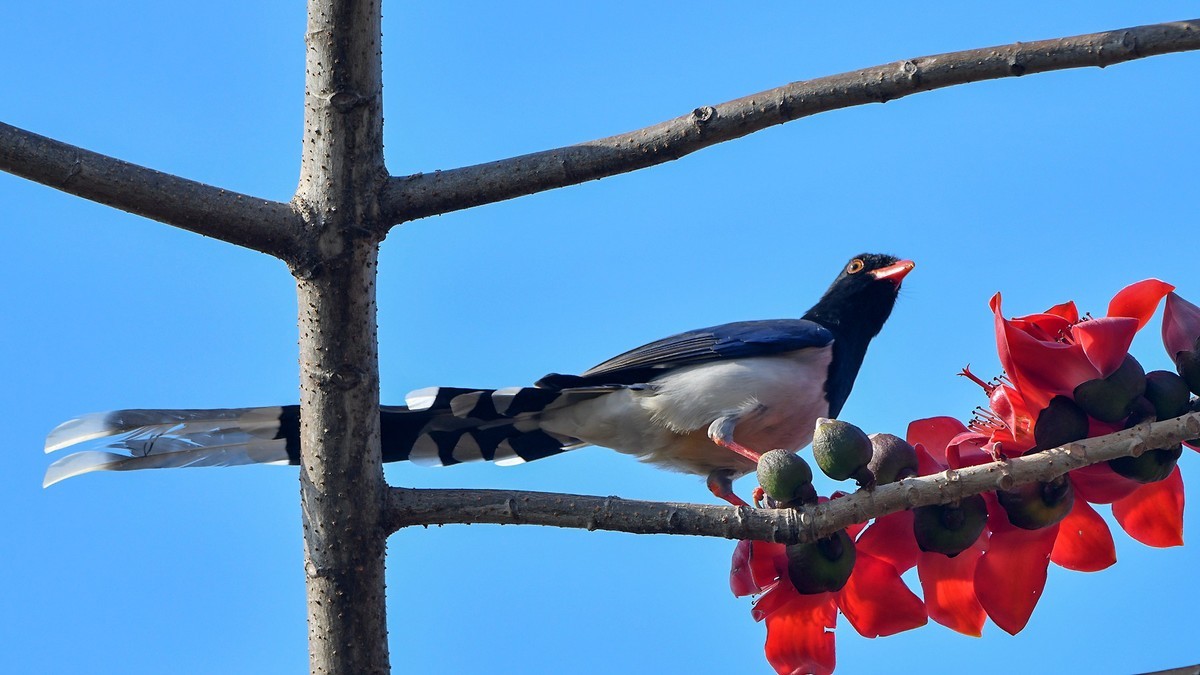 木棉树上的精灵