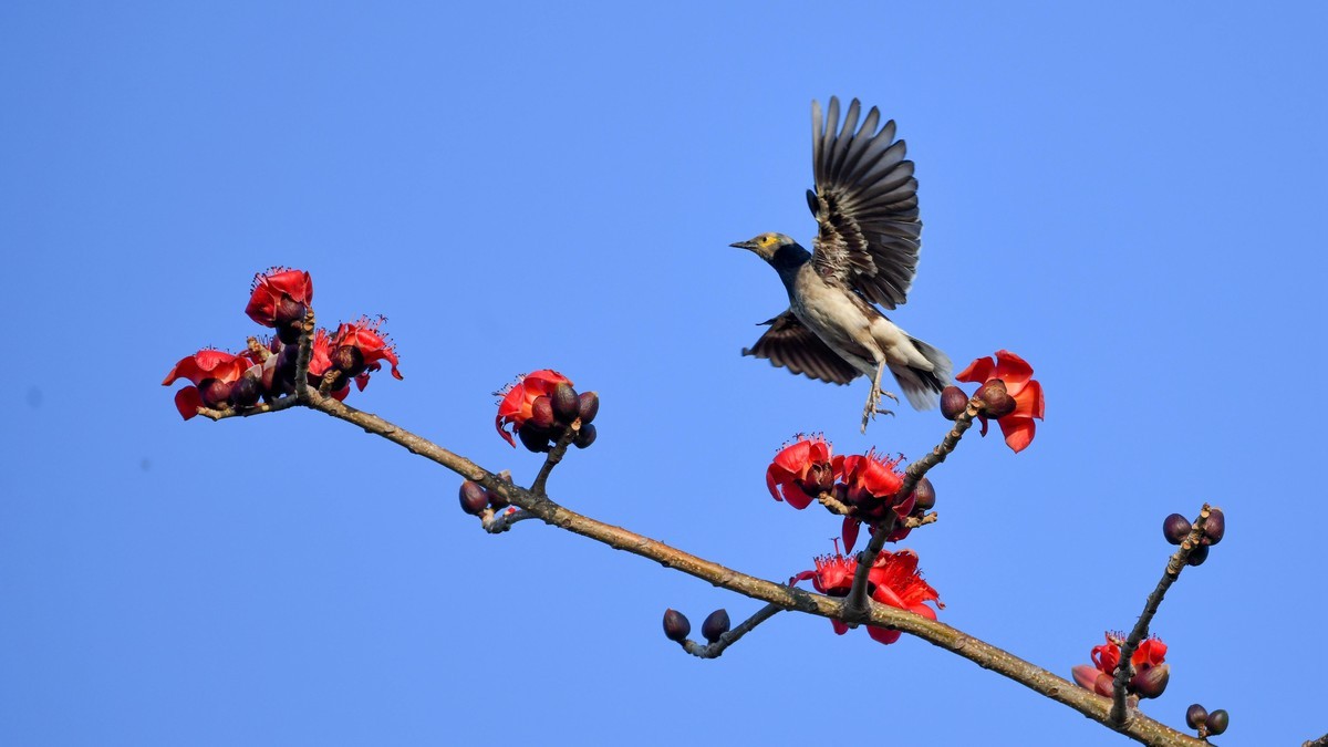 木棉树上的精灵