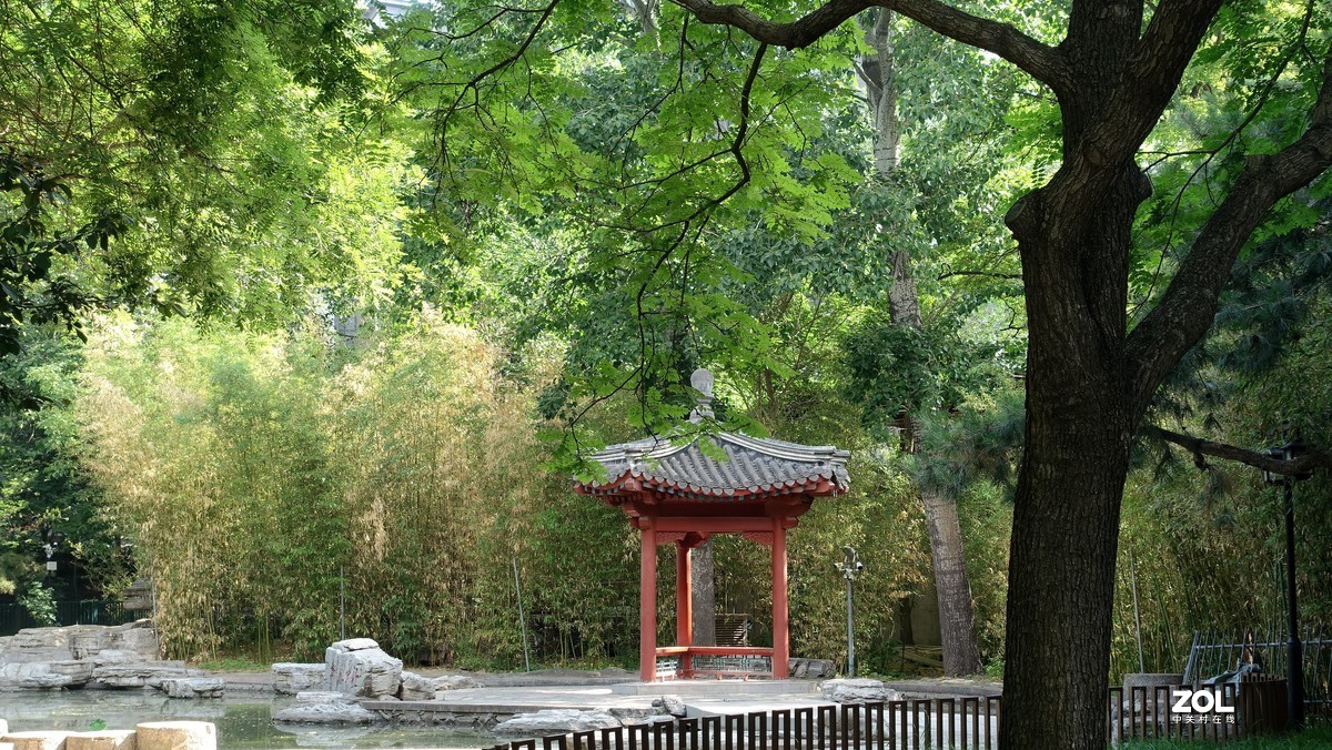 北京陶然亭公园绿色风景