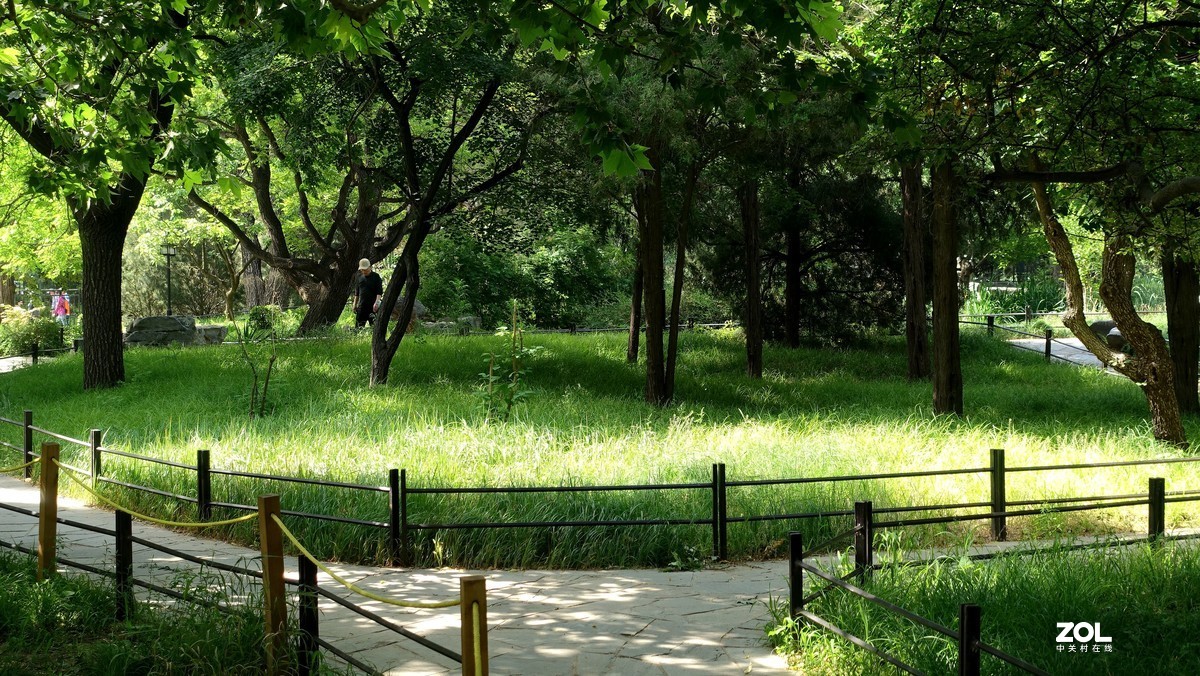 北京陶然亭公园绿色风景